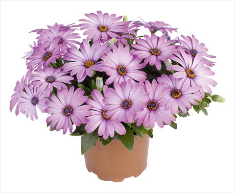 Foto fiore da  Vaso e aiola Osteospermum RED FOX Swing Lavender