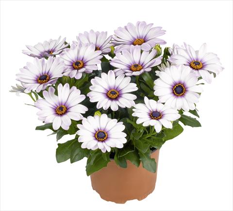 Foto fiore da  Vaso e aiola Osteospermum RED FOX Swing Royal White