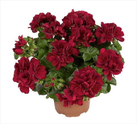 Foto fiore da  Vaso, aiuola, balcone Pelargonium peltatum RED FOX Atlantic Red Velvet