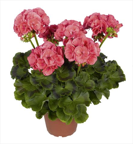 Foto fiore da  Vaso, aiuola, balcone Pelargonium zonale RED FOX Survivor Salmon Pink