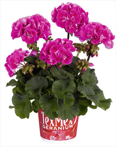 Foto fiore da  Vaso, aiuola, balcone Pelargonium zonale RED FOX Tex Mex Hot Pink