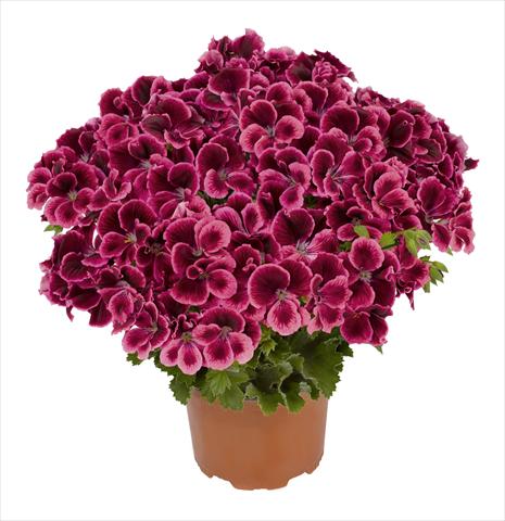photo of flower to be used as: Pot and bedding Pelargonium interspec. RED FOX Graziosa Royal Salmon