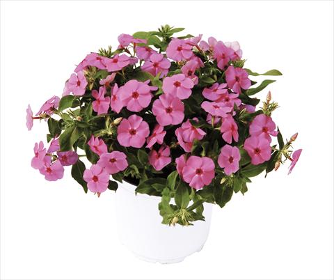 Foto fiore da  Vaso, aiuola, balcone Phlox maculata RED FOX Phloxy Lady Pink