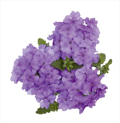 Foto fiore da  Vaso, aiuola, balcone, basket Verbena RED FOX Empress Flair Lavender Blue