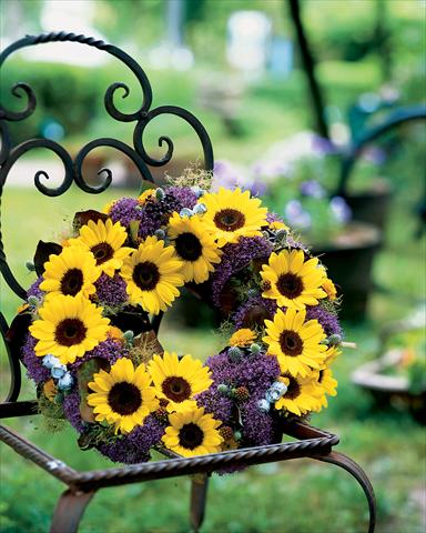 photo of flower to be used as: Cutflower Helianthus annuus Sunrich Lemon Summer