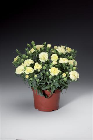 Foto fiore da  Vaso e aiola Dianthus caryophyllus Sun Charm Yellow