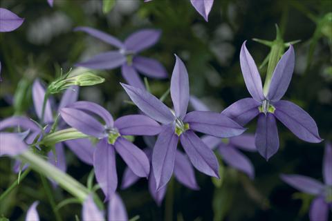 photo of flower to be used as: Pot, bedding, patio, basket Laurentia Astro Blue