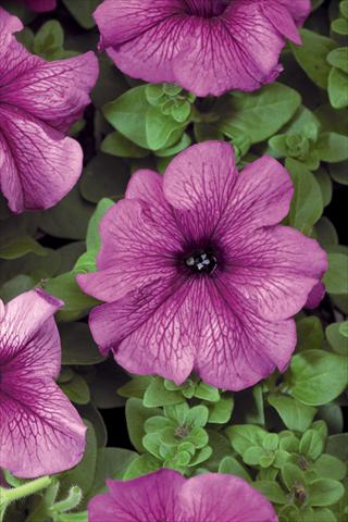 photo of flower to be used as: Pot, patio, basket Petunia grandiflora Bravo® F1 Plume