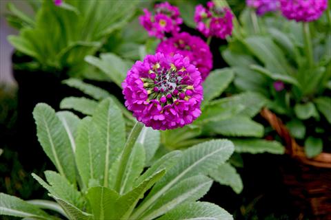 Foto fiore da  Vaso e aiola Primula denticulata Corolla Deep Rose