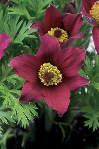 Foto fiore da  Vaso e aiola Pulsatilla vulgaris Pinwheel Dark Red Shades