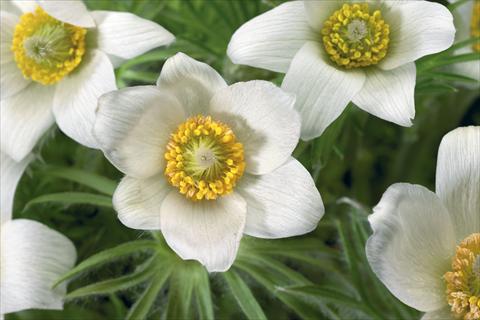 Foto fiore da  Vaso e aiola Pulsatilla vulgaris Pinwheel White