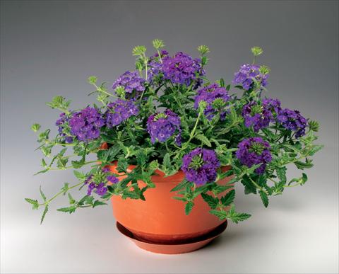 Foto fiore da  Vaso, balcone, basket Verbena Lanai® Denim Blu