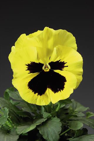 Foto fiore da  Vaso e aiola Viola wittrockiana Delta F1 Primrose w Blotch Improved