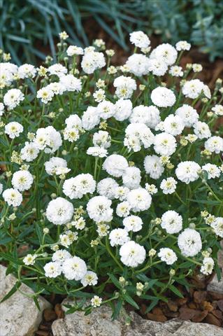 Foto fiore da  Vaso e aiola Achillea ptarmica Noblessa