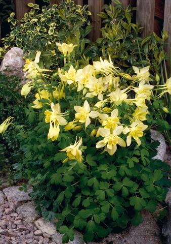 Foto fiore da  Vaso e aiola Aquilegia hybrida Spring Magic® Yellow