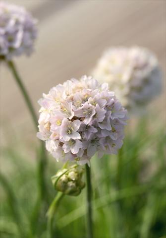 Foto fiore da  Vaso e aiola Armeria maritima Morning Star