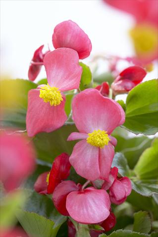 Foto fiore da  Vaso e aiola Begonia hybrida Kazan® Red