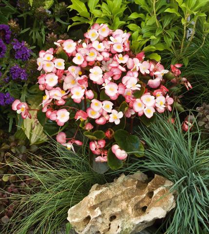 Foto fiore da  Vaso e aiola Begonia semperflorens Super Olympia® Bicolor