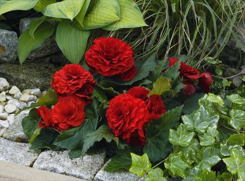 Foto fiore da  Basket vaso o aiuola Begonia tuberhybrida Primary® Deep Red