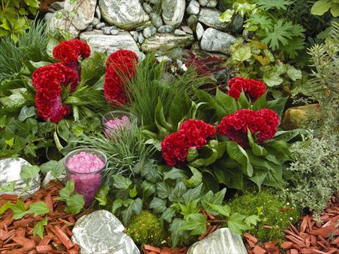 Foto fiore da  Vaso e aiola Celosia cristata Amigo Red