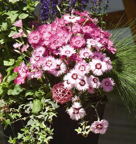 Foto fiore da  Vaso e aiola Dianthus gratianapolitanus Flavora Rose Shades