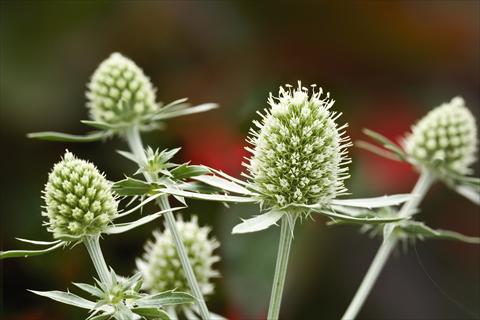 photo of flower to be used as: Bedding / border plant Eryngium planum White Glitter