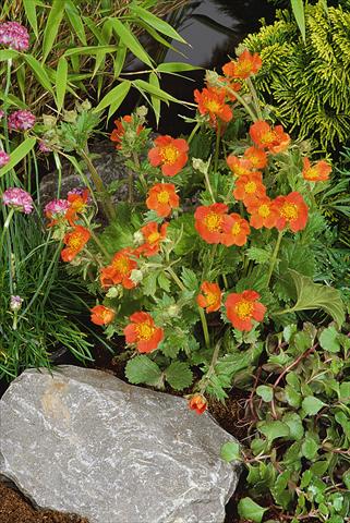 Foto fiore da  Aiuola e/o bordura Geum coccineum Koi