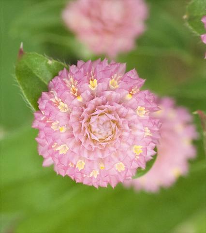 Foto fiore da  Vaso e aiola Gomphrena globosa Las Vegas Pink