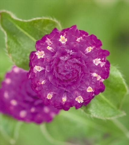 Foto fiore da  Vaso e aiola Gomphrena globosa Las Vegas Purple