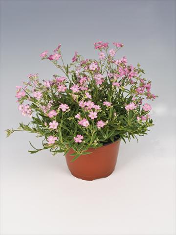 Foto fiore da  Vaso, aiuola, balcone Gypsophila repens Filou Rose