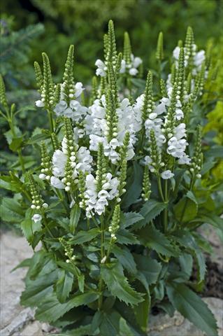 Foto fiore da  Vaso e aiola Physostegia virginiana Crystal Peak White