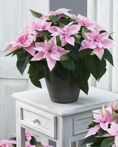 Foto fiore da  Vaso Poinsettia - Euphorbia pulcherrima Princettia® Pink