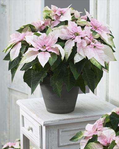 Foto fiore da  Vaso Poinsettia - Euphorbia pulcherrima Princettia® Soft Pink