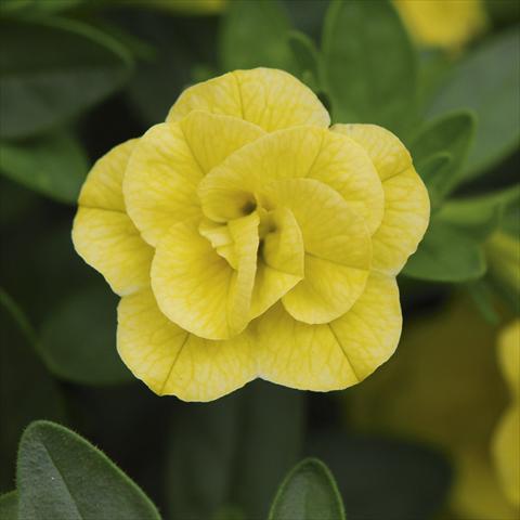 Foto fiore da  Vaso, aiuola, balcone, basket Calibrachoa MiniFamous® Double Lemon sel®