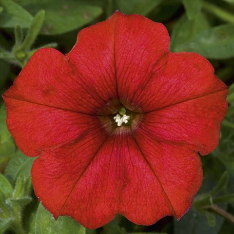 Foto fiore da  Vaso, aiuola, balcone, basket Petunia CompactFamous™ Red Fire evol sel®