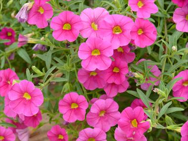 Foto fiore da  Basket o vaso Calibrachoa Star Pink