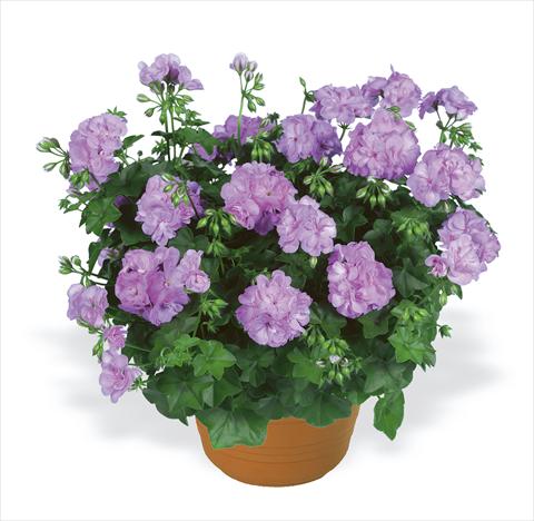 Foto fiore da  Aiuola, balcone, basket Pelargonium peltatum pac® Lilly