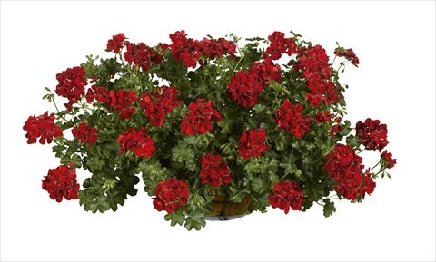 Foto fiore da  Vaso, aiuola, balcone Pelargonium peltatum pac® Ruby