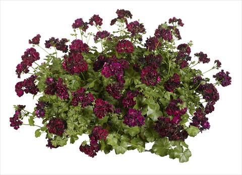 Foto fiore da  Vaso, aiuola, balcone Pelargonium peltatum pac® Tommy