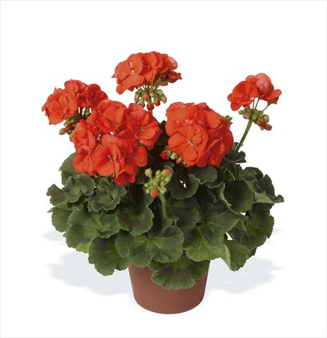 Foto fiore da  Vaso, aiuola, balcone Pelargonium zonale pac® Morning Sun