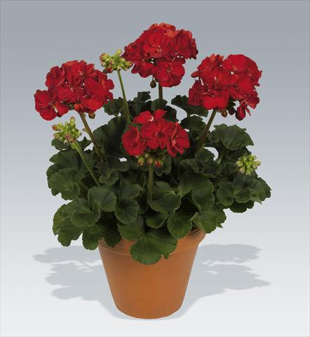 Foto fiore da  Vaso, aiuola, balcone Pelargonium zonale pac® Victor improved