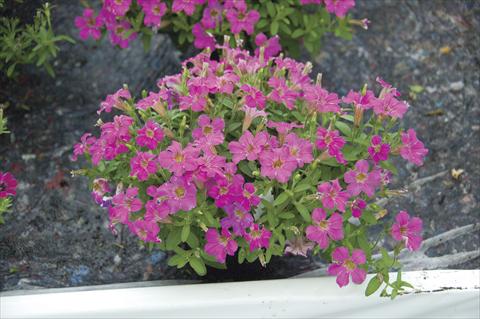 Foto fiore da  Vaso, aiuola, balcone, basket Petunia Littletunia Sweet Dark