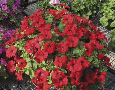 Foto fiore da  Vaso, aiuola, balcone, basket Petunia Veranda® Rossa