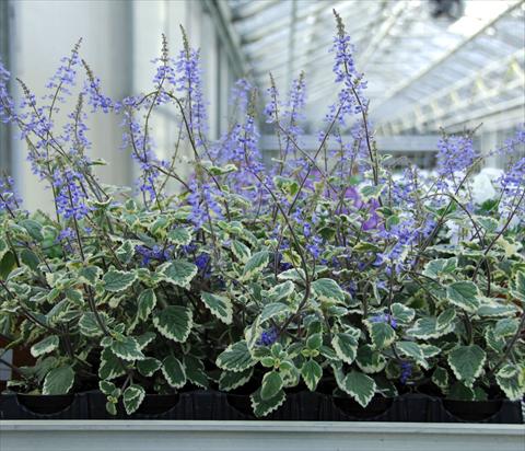 Foto fiore da  Vaso, aiuola, balcone, basket Plectranthus Plectranthus Blu