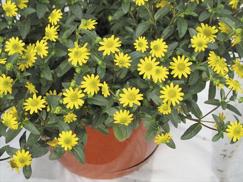 photo of flower to be used as: Pot, bedding, patio, basket Sanvitalia Starbini