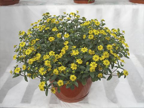 Foto fiore da  Vaso, aiuola, balcone, basket Sanvitalia Superbini