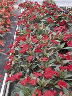 SunPatiens® Compact Rosso carminio