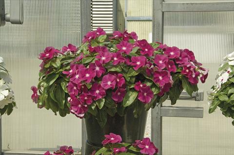 Foto fiore da  Vaso, aiuola, balcone, basket Catharanthus roseus - Vinca Boa Burgundy