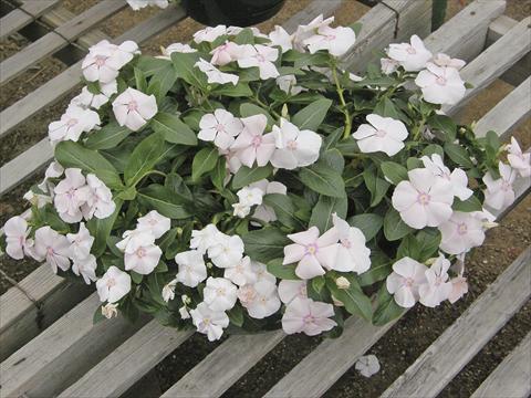 Foto fiore da  Vaso, aiuola, balcone, basket Catharanthus roseus - Vinca Boa Peach