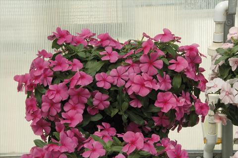 Foto fiore da  Vaso, aiuola, balcone, basket Catharanthus roseus - Vinca Boa Rose